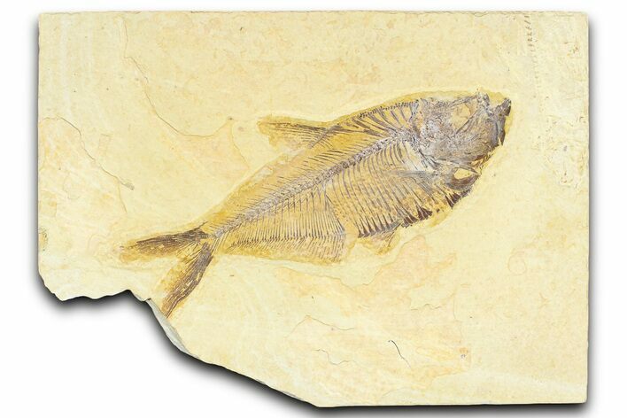 Detailed Fossil Fish (Diplomystus) - Wyoming #367554